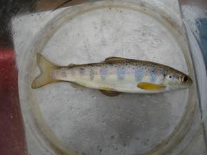 A chalk-stream salmon parr (young individual)