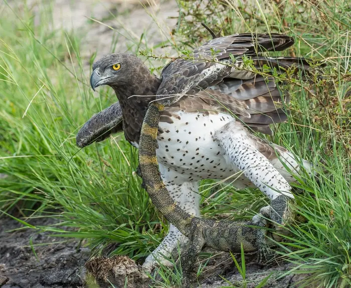A Martial Eagle prepares to eat a monitor lizard