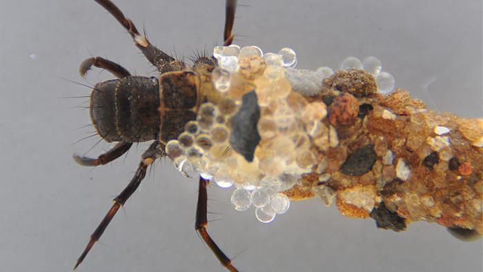 caddisfly larva