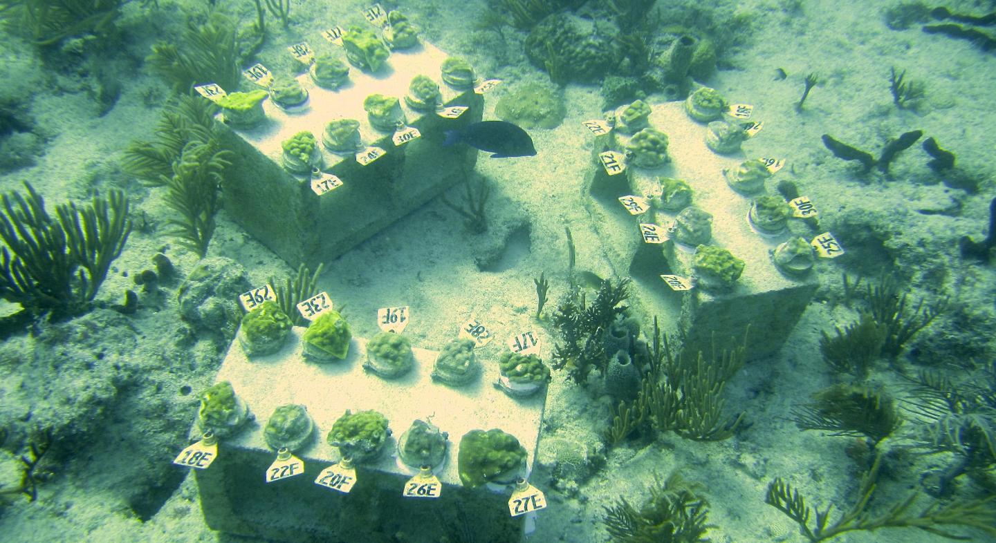 Transplanted Corals Growing on Blocks in Florida