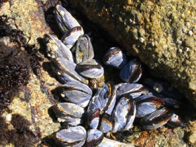 California Ribbed Mussel (Mytilus californianus)