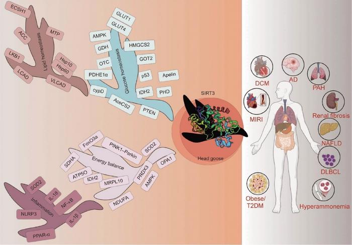SIRT3 serves as the “head goose molecule” for fighting metabolic diseases.