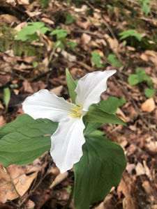 White trillium flower