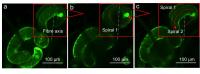 Plant Cells 