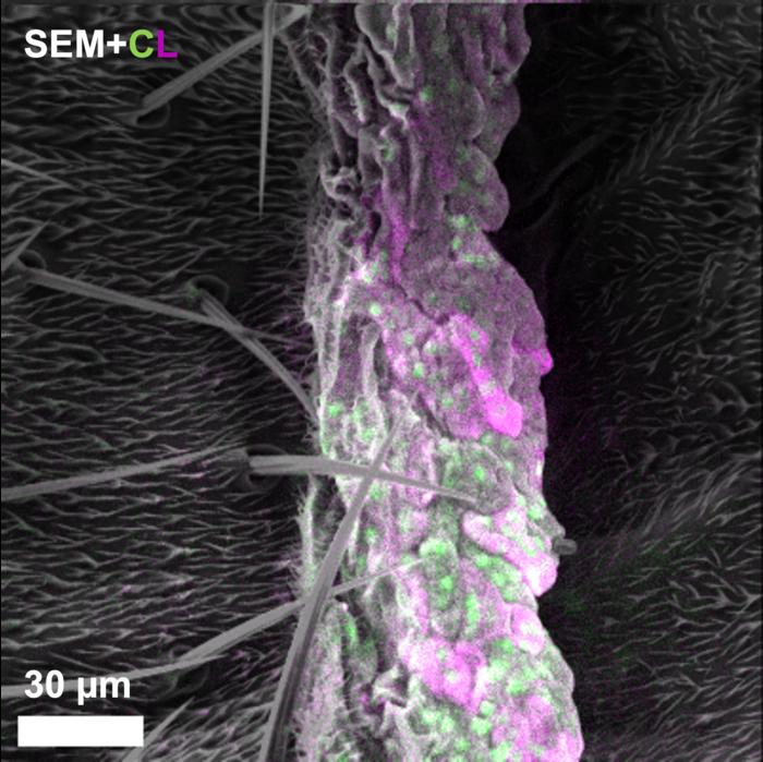 Multicolor Electron Microscopy
