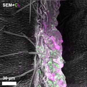 Multicolor Electron Microscopy