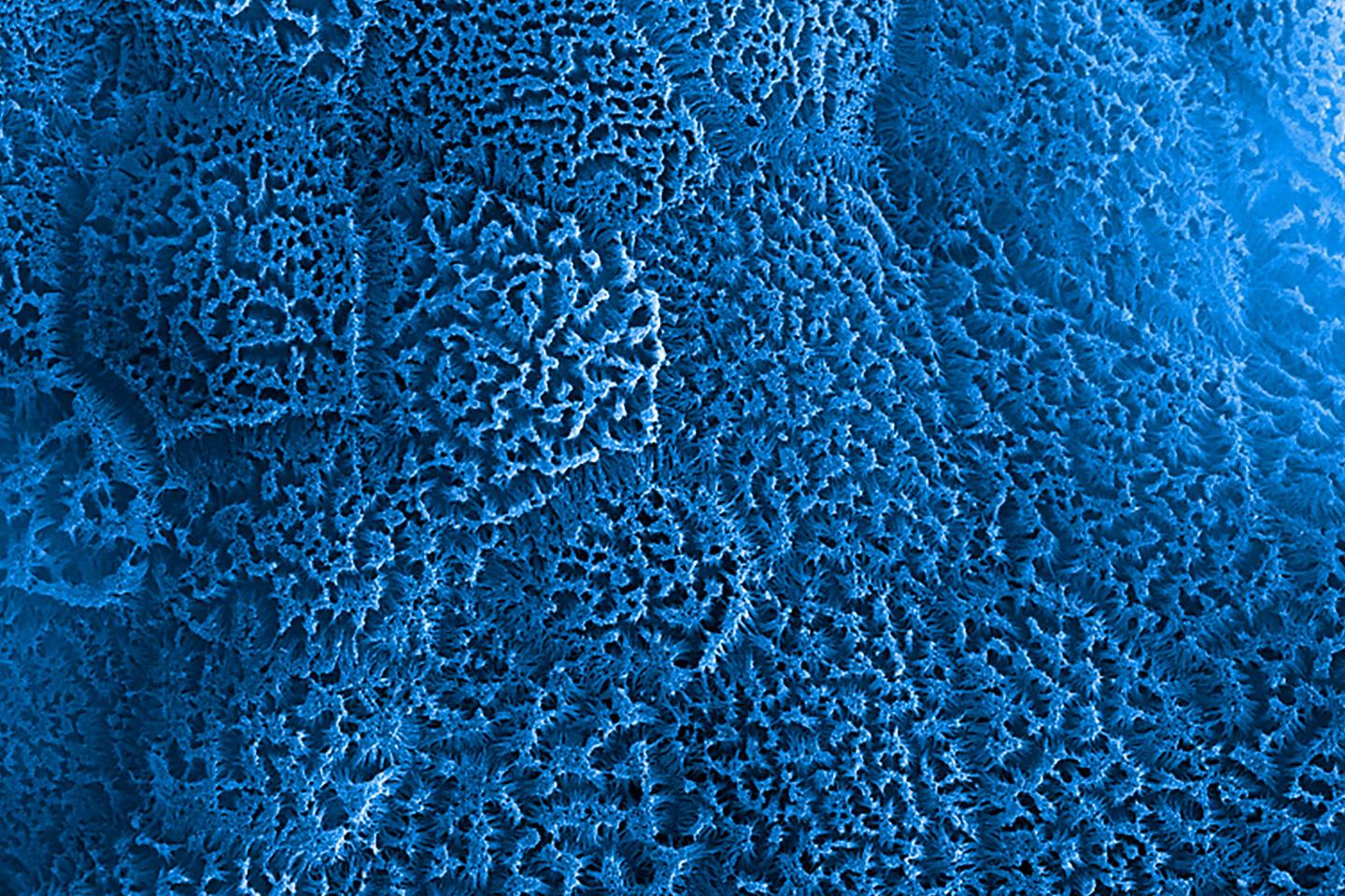 Human Intestine Cells