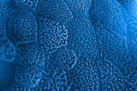 Human Intestine Cells