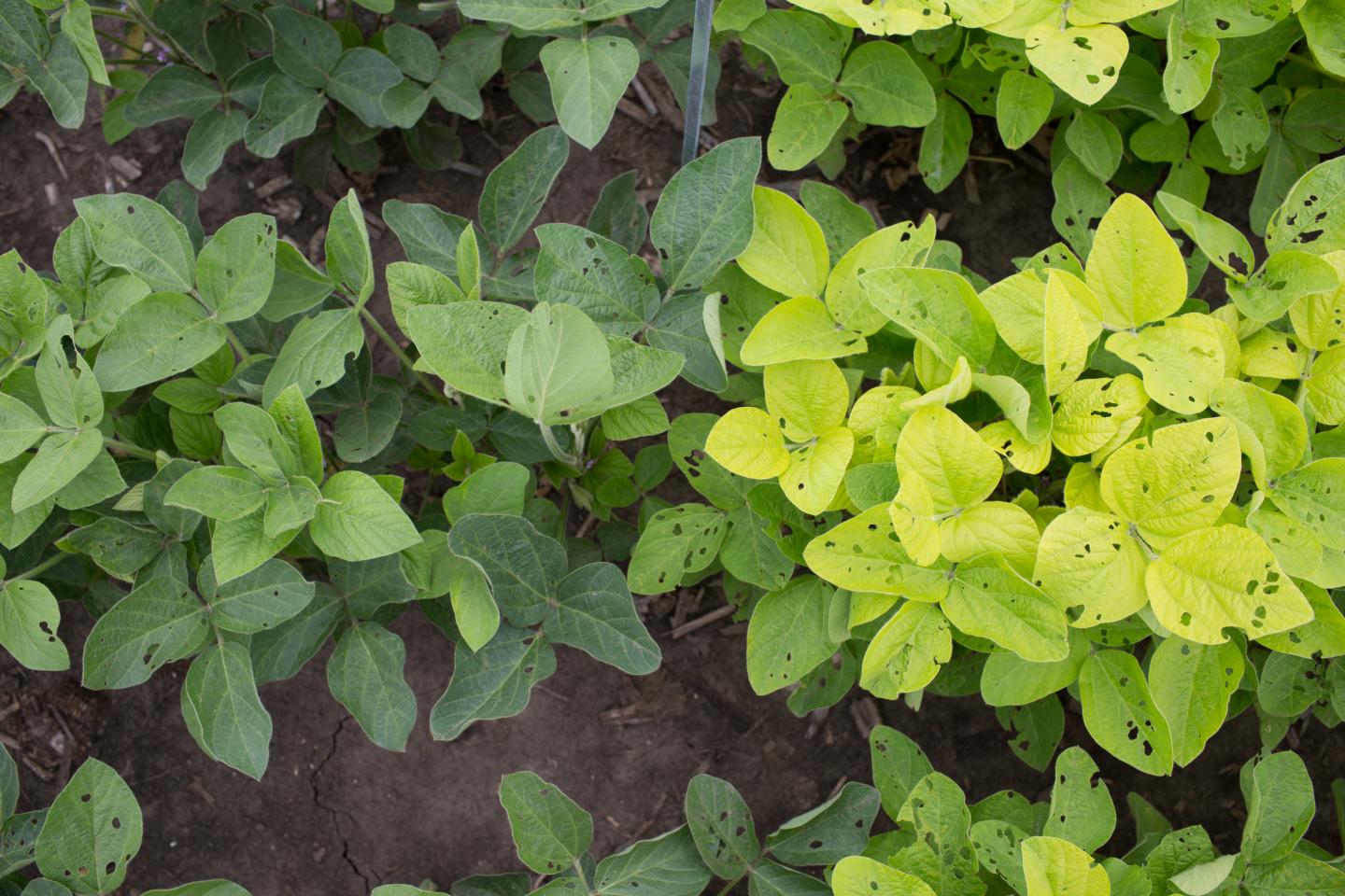 Light Green Soybeans