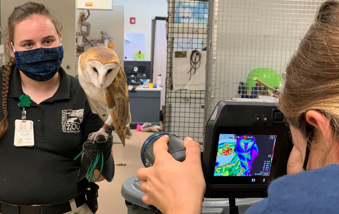 Barn Owl