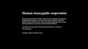 Human-honeyguide cooperation