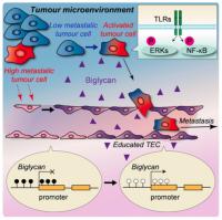 Schematic View of Biglycan's Role in Metastasis