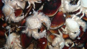 deep-sea crabs (Shinkaia crosnieri) and deep-sea mussels (Bathymodiolus)