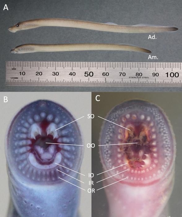 Australian brook lamprey