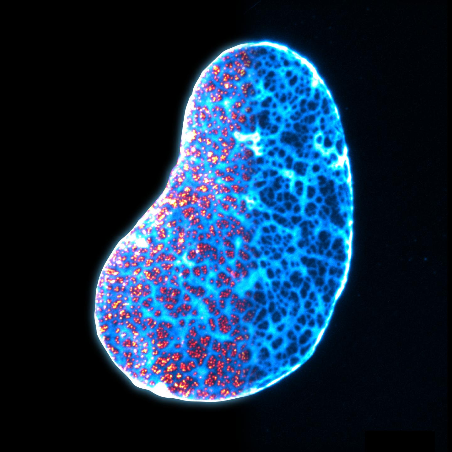 Over-expressed LaminA Network and Nuclear Pores