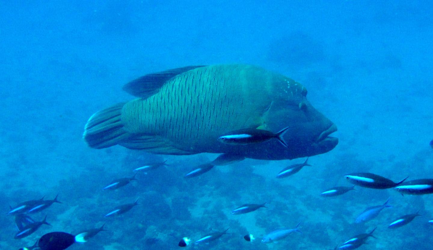 Humphead Wrasse