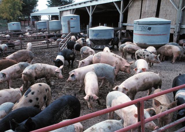 Hog Tied