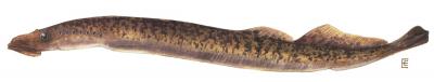 Sea Lamprey