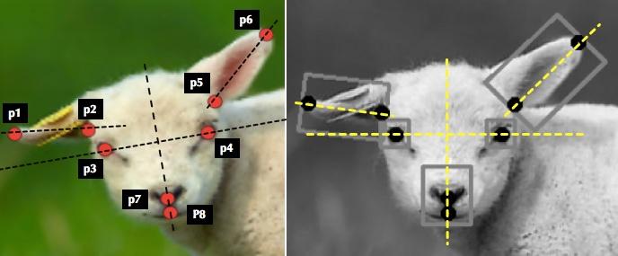 Normalization of Sheep's Face