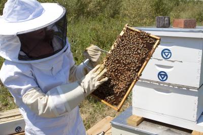 GVSU Apiary