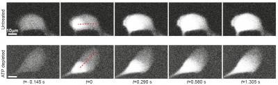 ATP-driven Transport