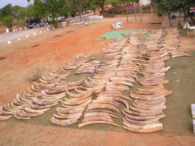 Tusks