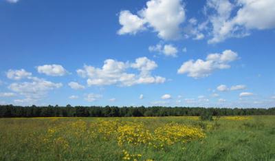 Water Quality Is Improving Due to Declines in Atmospheric Nitrogen Pollution