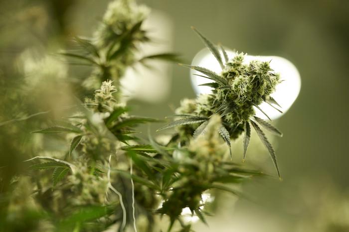 cannabis plants