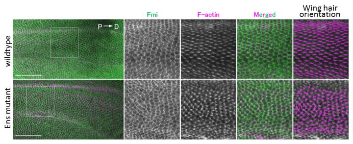Map7/7D1 (Ens) in <i>Drosophila</i> is Involved in the Formation of PCP
