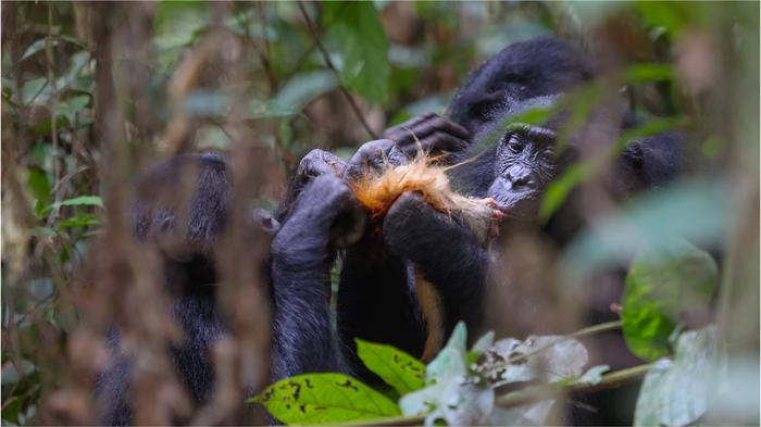 Female bonbos after hunting