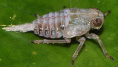 Mechanical Gears 'Invented' by Insects (1 of 10) | EurekAlert!