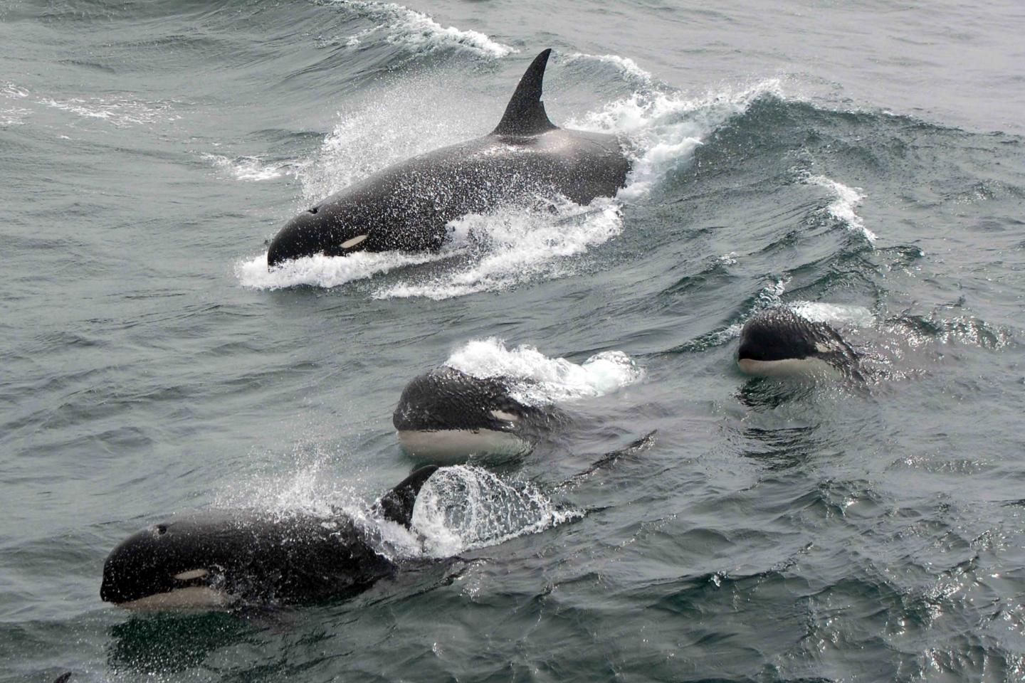Type D Killer Whales