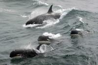 Type D Killer Whales