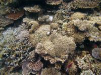 Coral Reef