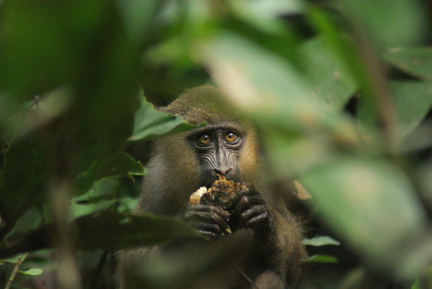 Mandrills Use Fecal Odor to Avoid Grooming Mandrills with Parasites (6 of 6)