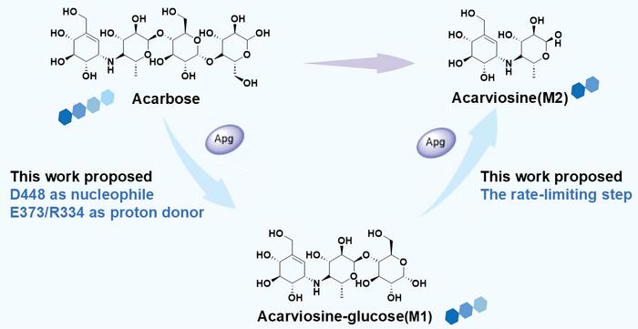 Mechanism of Apg-catalyzed hydrolysis of acarbose