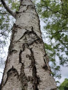 Wood ants (Formica lugubris) climbing a silver birch