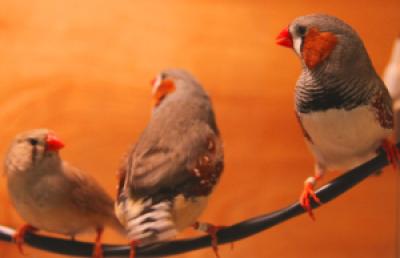 Song Birds