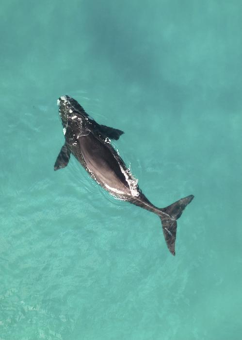 Southern right whale