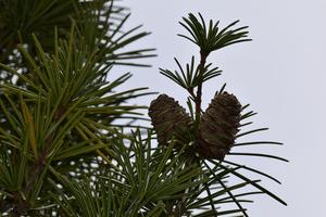 Sciadopitys verticillata (Japanese umbrella-pine)