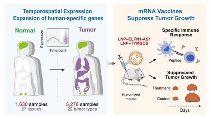Oncogenic roles of young human de novo genes