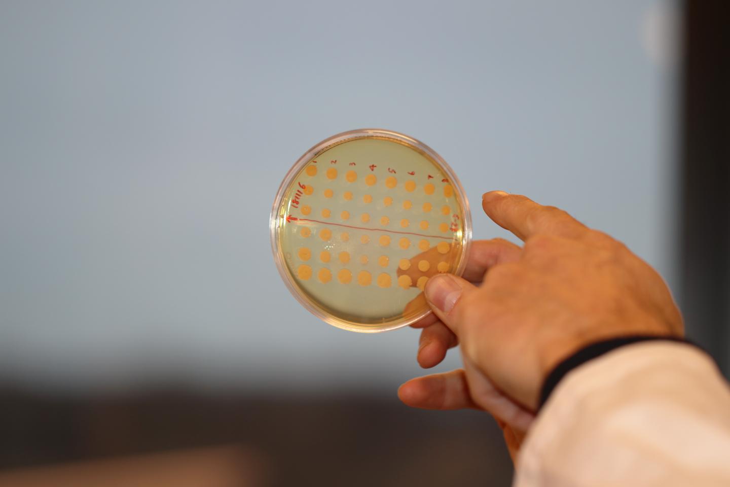 Bacteria 
