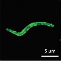 Plasmodium sporozoite