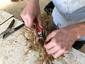 Corn root samples