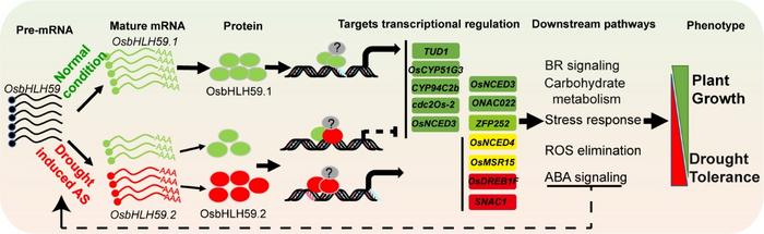 Alternative splicing of a bHLH transcription factor mitigates the trade-off between growth and drought resistance in rice