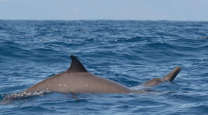 Sowerby’s beaked whale