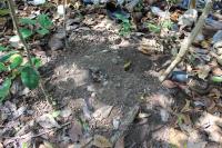 Remains of a Crab