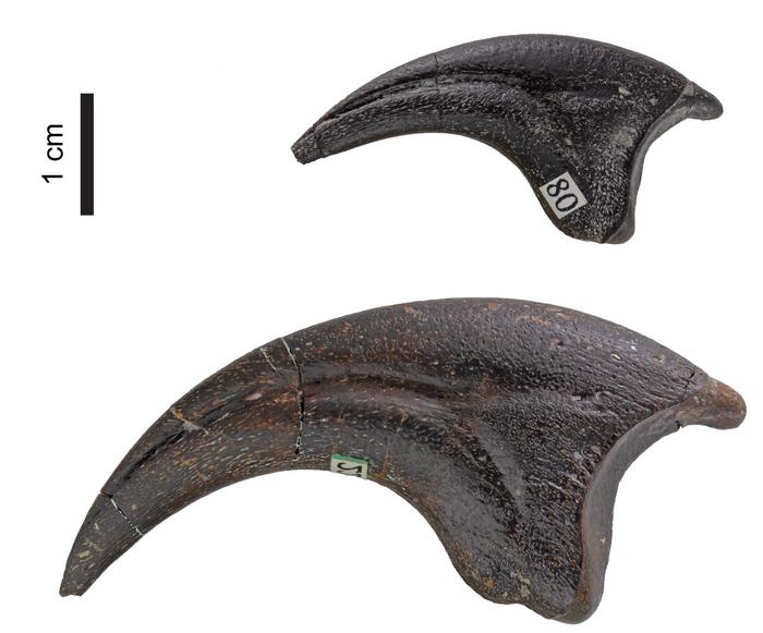 Pelvic and hindlimb osteology and ontogeny of a troodontid from the upper member of the Two Medicine Formation (Cretaceous) of Montana