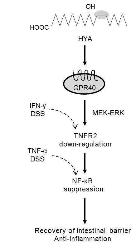 Activity of HYA and GPR40