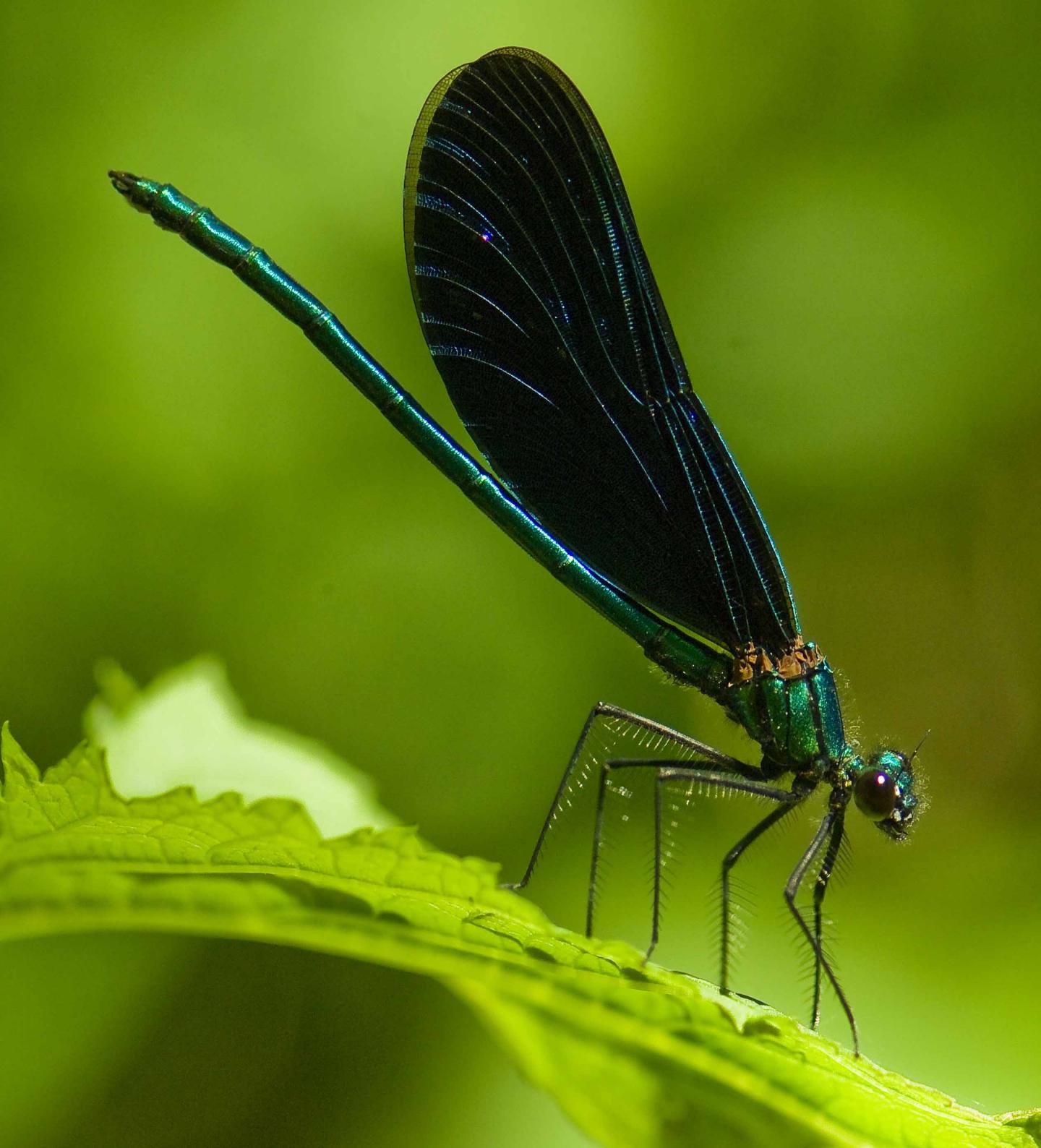 Male <em>Calopteryx virgo</em>